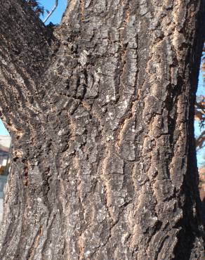 Fotografia 10 da espécie Quercus cerris no Jardim Botânico UTAD