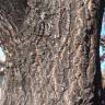 Fotografia 10 da espécie Quercus cerris do Jardim Botânico UTAD