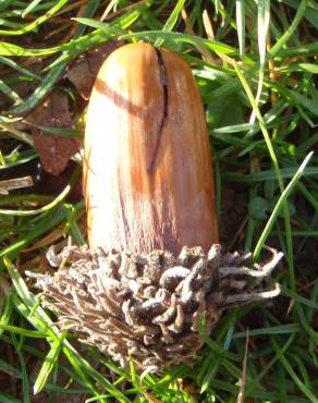 Fotografia 11 da espécie Quercus cerris no Jardim Botânico UTAD