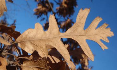 Fotografia da espécie Quercus cerris