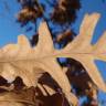 Fotografia 12 da espécie Quercus cerris do Jardim Botânico UTAD