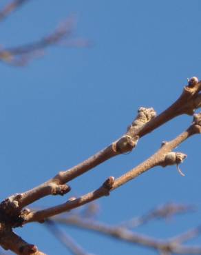 Fotografia 13 da espécie Quercus cerris no Jardim Botânico UTAD