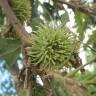 Fotografia 14 da espécie Quercus cerris do Jardim Botânico UTAD