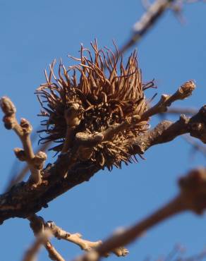 Fotografia 15 da espécie Quercus cerris no Jardim Botânico UTAD