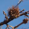 Fotografia 15 da espécie Quercus cerris do Jardim Botânico UTAD