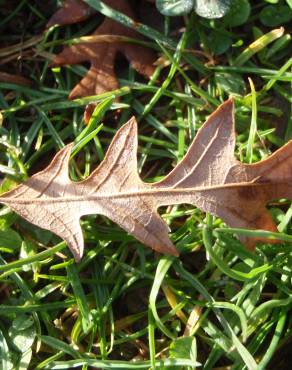 Fotografia 17 da espécie Quercus cerris no Jardim Botânico UTAD