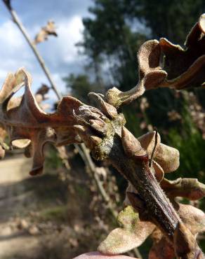 Fotografia 18 da espécie Quercus cerris no Jardim Botânico UTAD