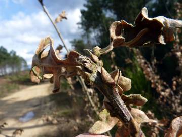 Fotografia da espécie Quercus cerris