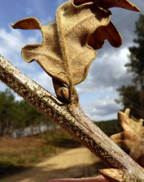 Fotografia 19 da espécie Quercus cerris no Jardim Botânico UTAD