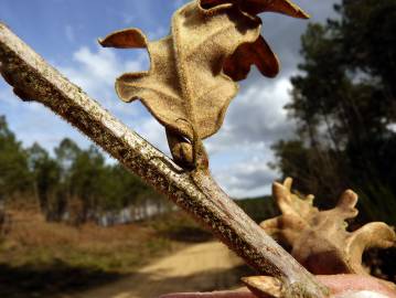 Fotografia da espécie Quercus cerris