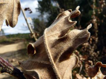 Fotografia da espécie Quercus cerris