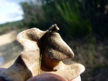 Fotografia da espécie Quercus cerris