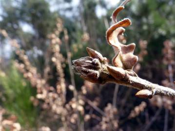 Fotografia da espécie Quercus cerris