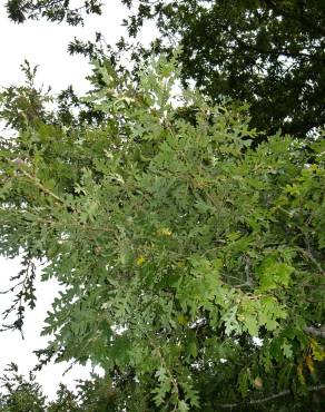 Fotografia 23 da espécie Quercus cerris no Jardim Botânico UTAD