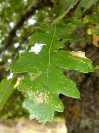 Fotografia da espécie Quercus cerris