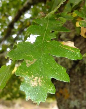 Fotografia 24 da espécie Quercus cerris no Jardim Botânico UTAD