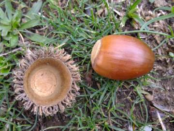 Fotografia da espécie Quercus cerris