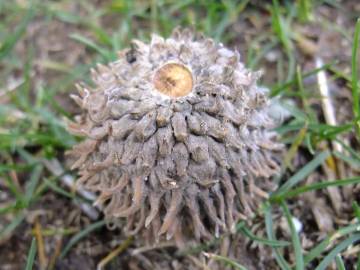 Fotografia da espécie Quercus cerris