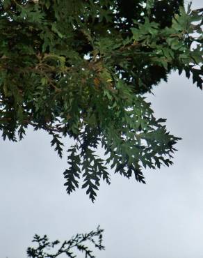Fotografia 28 da espécie Quercus cerris no Jardim Botânico UTAD
