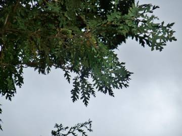 Fotografia da espécie Quercus cerris