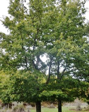 Fotografia 29 da espécie Quercus cerris no Jardim Botânico UTAD