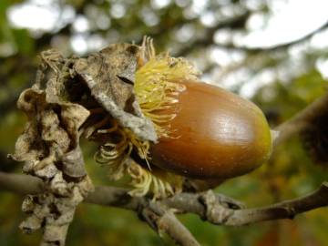 Fotografia da espécie Quercus cerris