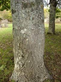 Fotografia da espécie Quercus cerris