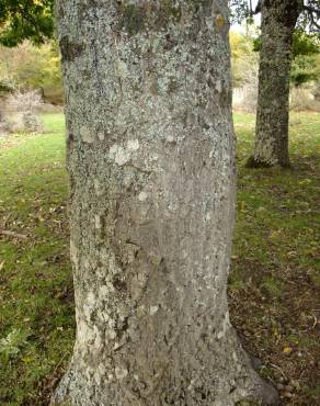 Fotografia 31 da espécie Quercus cerris no Jardim Botânico UTAD