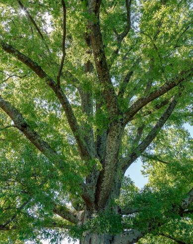 Fotografia de capa Quercus phellos - do Jardim Botânico