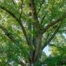 Fotografia 1 da espécie Quercus phellos do Jardim Botânico UTAD