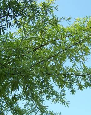 Fotografia 5 da espécie Quercus phellos no Jardim Botânico UTAD