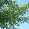 Fotografia 5 da espécie Quercus phellos do Jardim Botânico UTAD