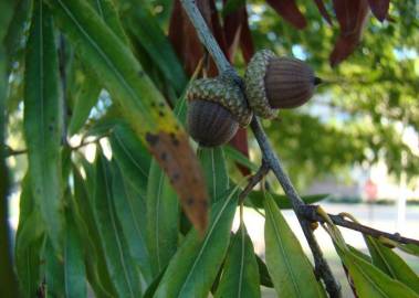 Fotografia da espécie Quercus phellos