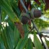 Fotografia 6 da espécie Quercus phellos do Jardim Botânico UTAD