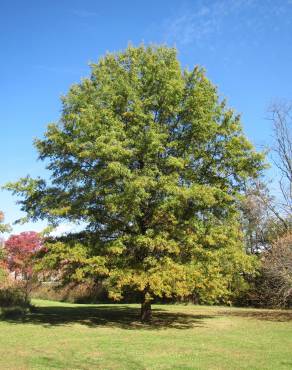 Fotografia 7 da espécie Quercus phellos no Jardim Botânico UTAD