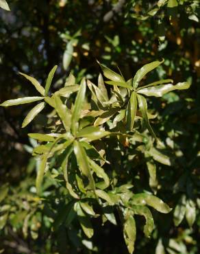 Fotografia 10 da espécie Quercus phellos no Jardim Botânico UTAD