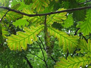 Fotografia da espécie Quercus frainetto