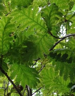 Fotografia 5 da espécie Quercus frainetto no Jardim Botânico UTAD