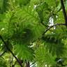 Fotografia 5 da espécie Quercus frainetto do Jardim Botânico UTAD