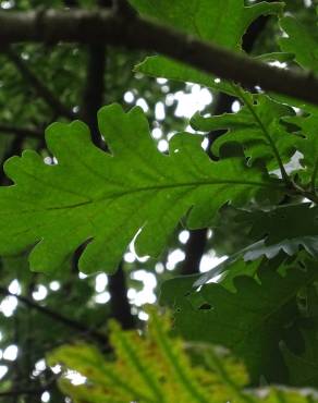 Fotografia 6 da espécie Quercus frainetto no Jardim Botânico UTAD