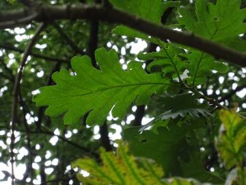 Fotografia da espécie Quercus frainetto