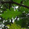 Fotografia 6 da espécie Quercus frainetto do Jardim Botânico UTAD