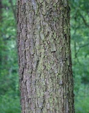 Fotografia 7 da espécie Quercus frainetto no Jardim Botânico UTAD