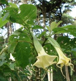 Fotografia da espécie Brugmansia arborea