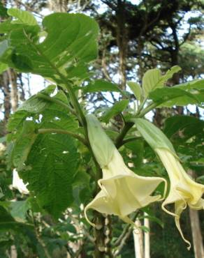 Fotografia 10 da espécie Brugmansia arborea no Jardim Botânico UTAD