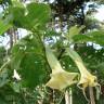 Fotografia 10 da espécie Brugmansia arborea do Jardim Botânico UTAD