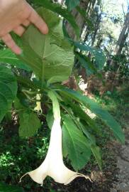 Fotografia da espécie Brugmansia arborea