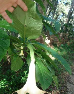 Fotografia 11 da espécie Brugmansia arborea no Jardim Botânico UTAD