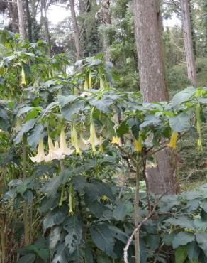 Fotografia 12 da espécie Brugmansia arborea no Jardim Botânico UTAD