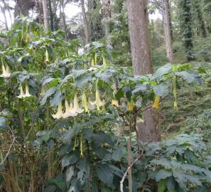 Fotografia da espécie Brugmansia arborea